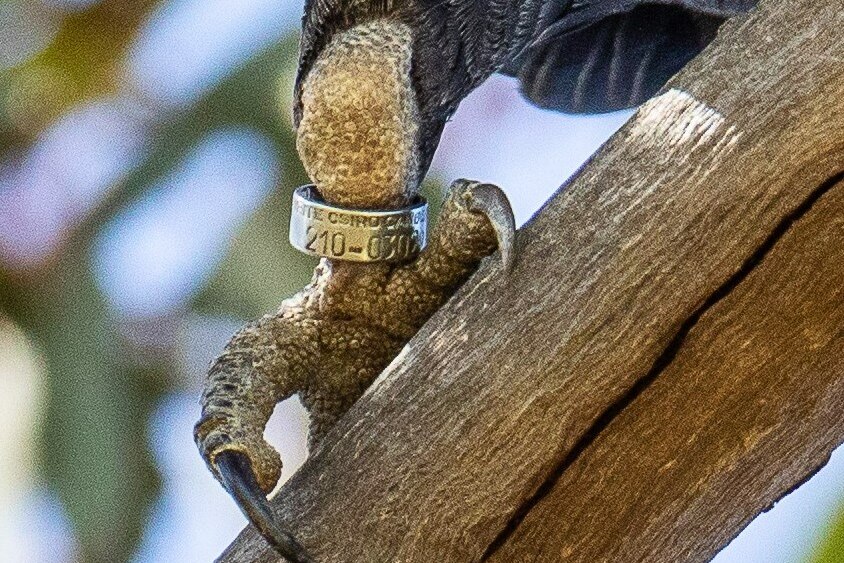 A close up of a cockatoos leg wearing an aluminum band.