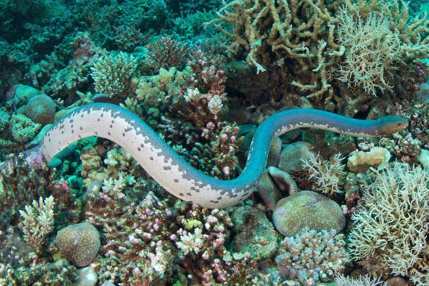 An olive sea snake swims past coral at Ashmore Reef.