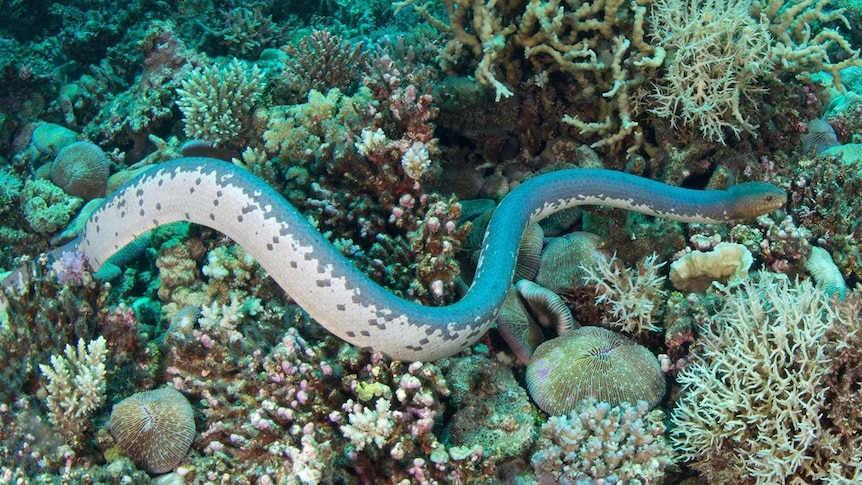 An olive sea snake swims past coral at Ashmore Reef.
