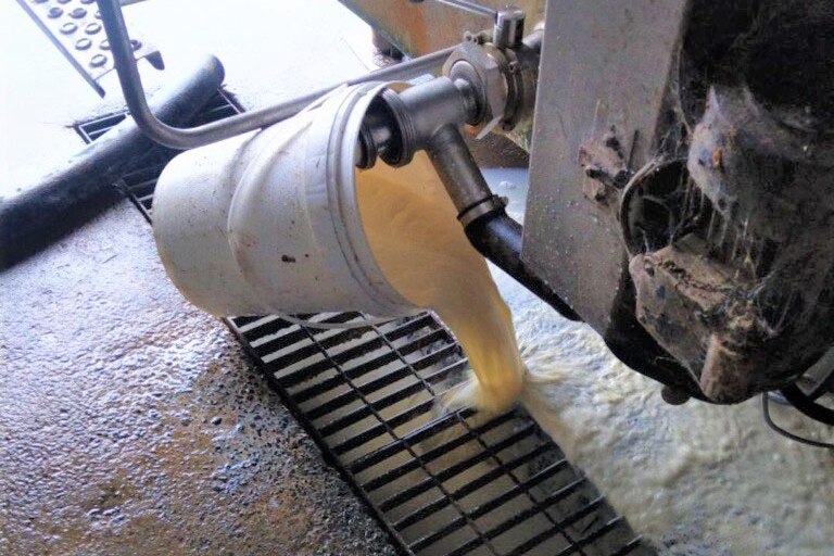 A bucket of milk being tipped into a drain.
