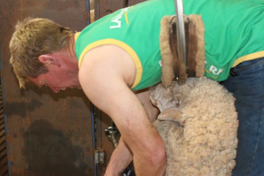 Nick Hulland shearing sheep on his farm near Patchewollock.