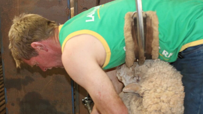 Nick Hulland shearing sheep on his farm near Patchewollock.