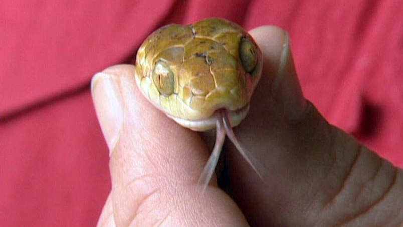 The snake that appeared in the cockpit of an Air Frontier plane.