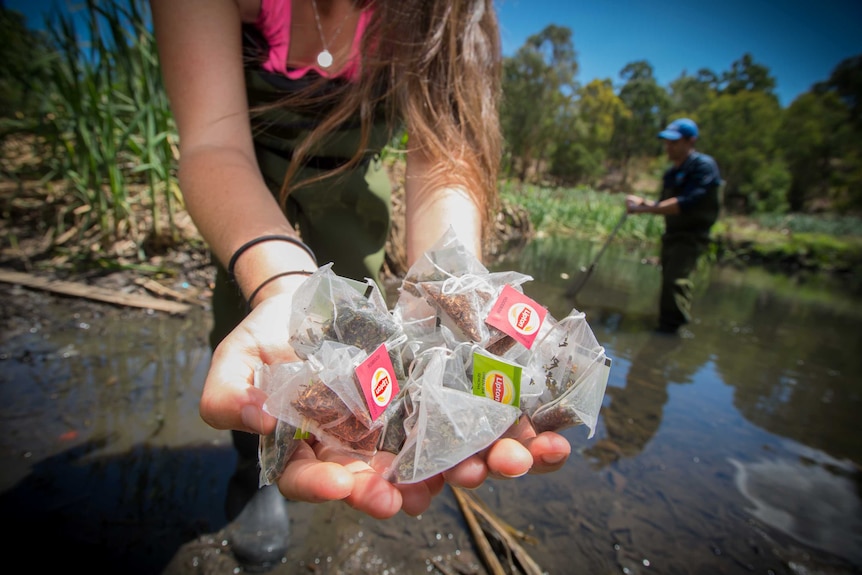 A researcher holding tea bags standing in wetlands