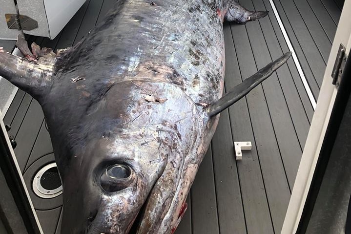 Record swordfish caught off NSW Victorian border