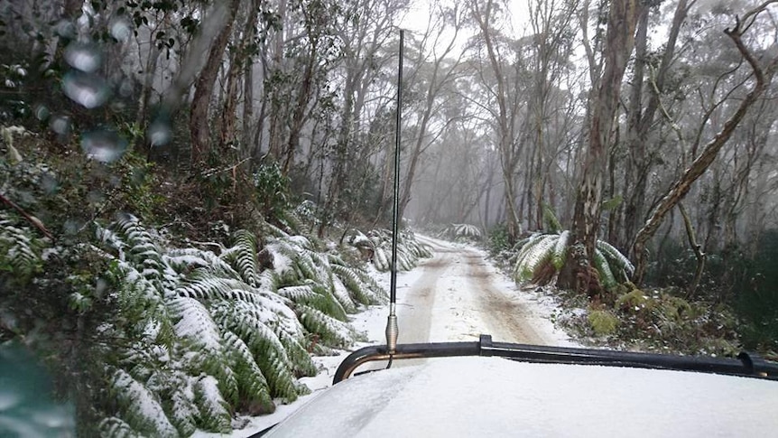 Snow covered road way in bushland.