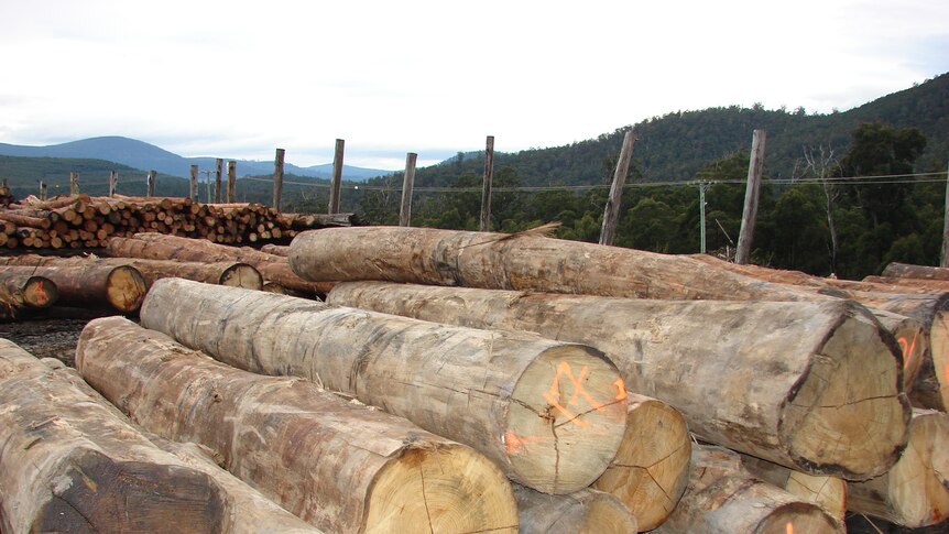 The payout is compensation for wood supply Ta Ann is giving up as part of the forest peace deal.