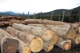 Veneer logs at Ta Ann Tasmania