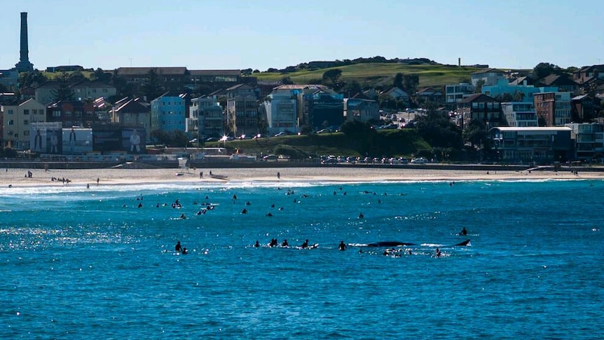 Whale amongst surfers at Bondi Beach