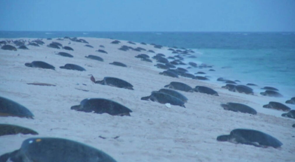 Green sea turtles thrive in Raine Island recovery project off far north Queensland ABC News