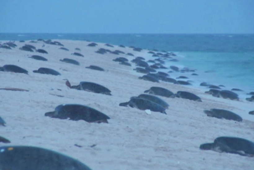 Hundreds of green sea turtles nesting on tiny Raine Island, about 620 kilometres north-east of Cairns in far north Queensland