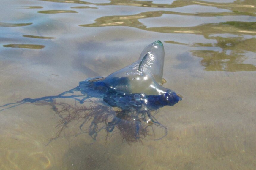 A bluebottle jellyfish in the water off a Victorian beach