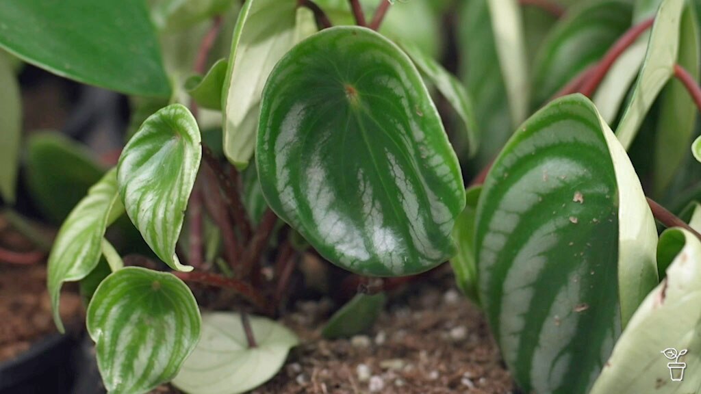 big rubber plant Rubber Plant main image 1