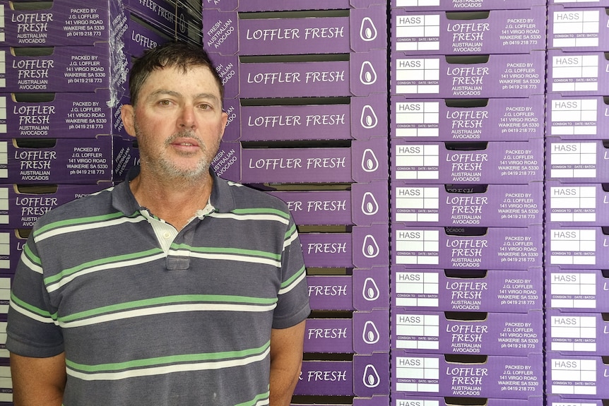 A man stands in a striped shirt in front of avocado trays in a packing shed.