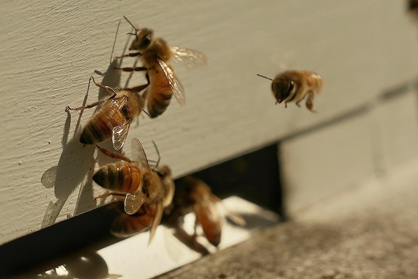Close-up of bees near the hive entrance
