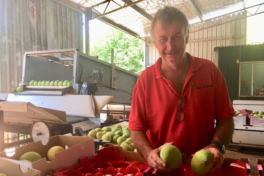 Chris Robinson, productor de Ord Mango, en su cobertizo de empaque en ORIA Orchard en Kununurra