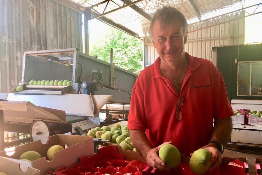 Chris Robinson, productor de Ord Mango, en su cobertizo de empaque en ORIA Orchard en Kununurra