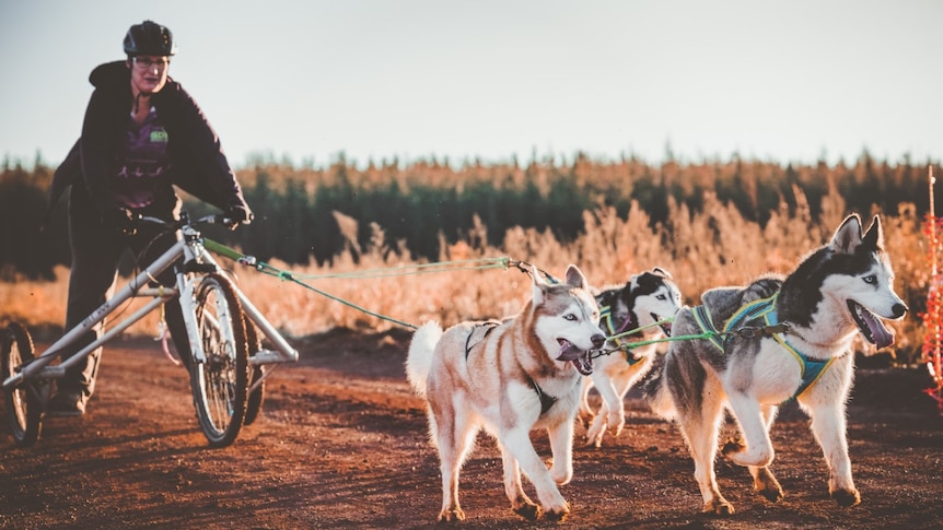 Huskies racing in the rig race