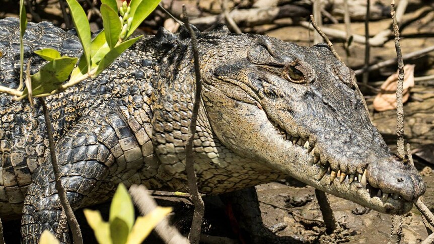 A large crocodile resting in the sun on a muddy bank