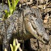Gruesome find prompts DES investigation into crocodile deaths in Daintree waters, Far North Queensland
