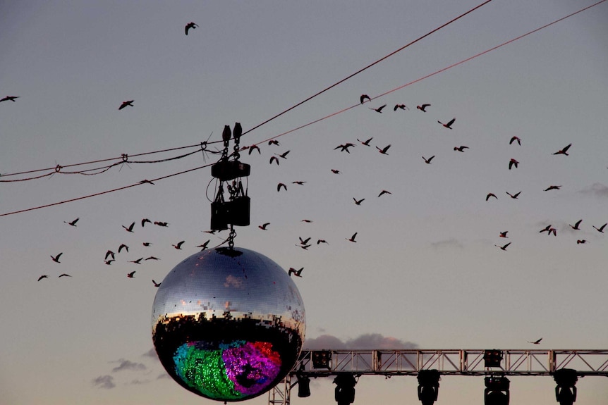 Flock of galahs fly past a mirroball on the night of Daft Punk's album launch in Wee Waa