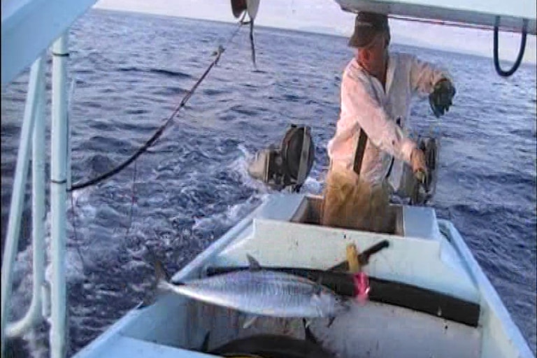 A fisherman flick a Spanish mackerel over the side of a boat.