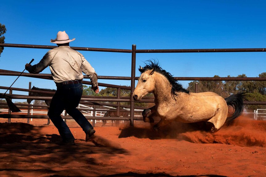 Horse trainer Brian Hampson with a brumby trains a horse in a pen.