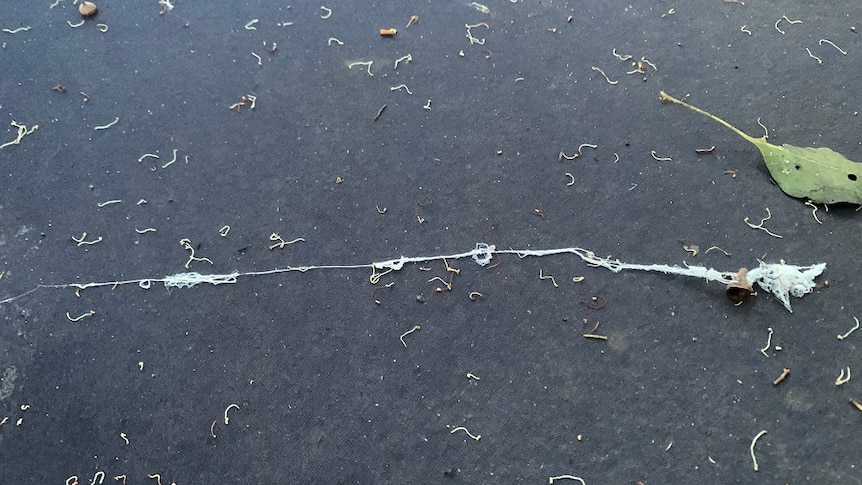 spider web in the form of kiting thread lies on the ground