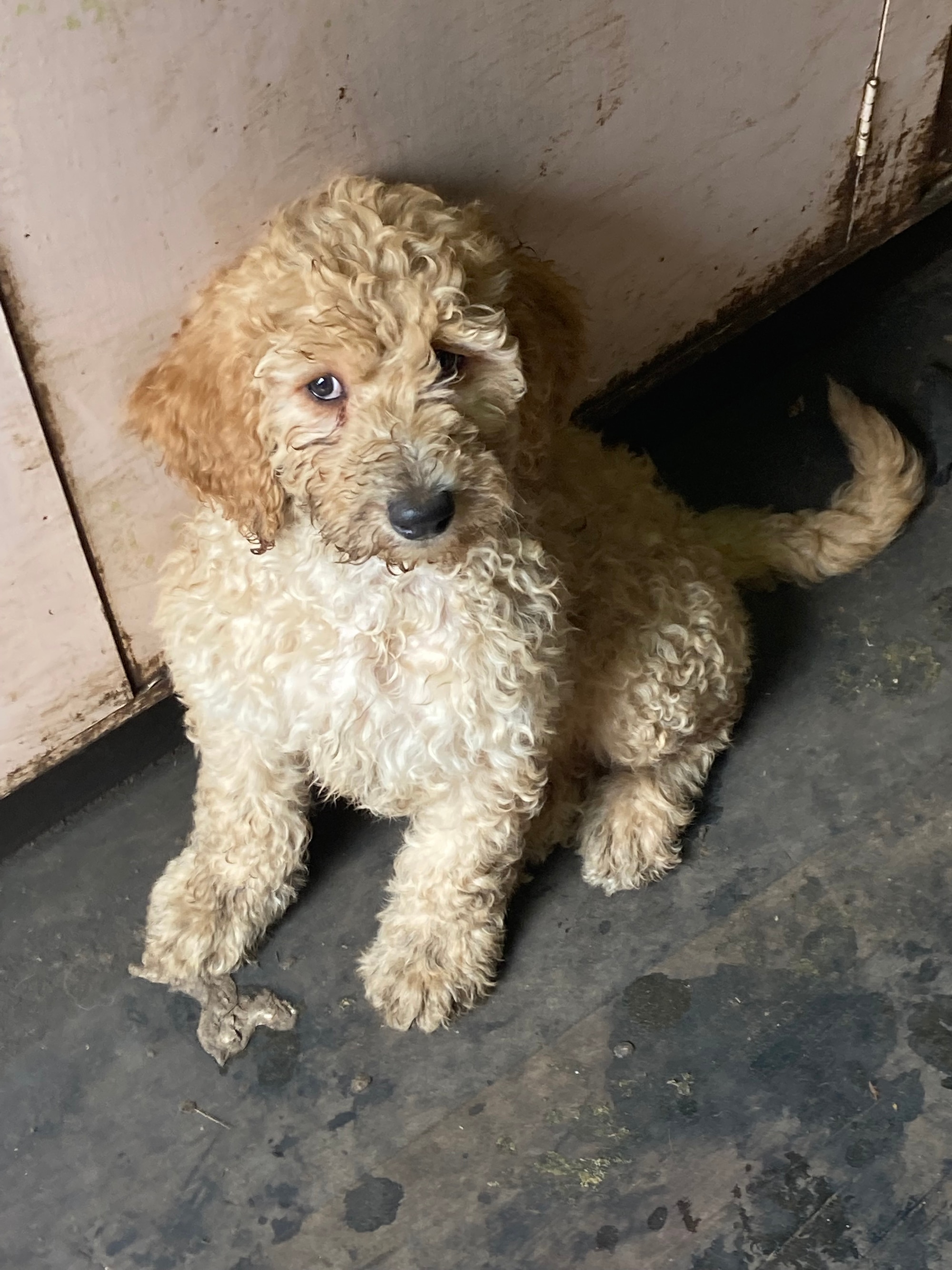 A small puppy sits on the ground and looks up at a camera.