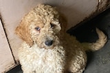 A small puppy sits on the ground and looks up at a camera.