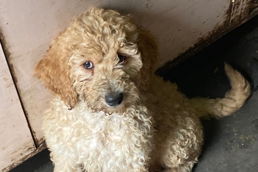 A small puppy sits on the ground and looks up at a camera.