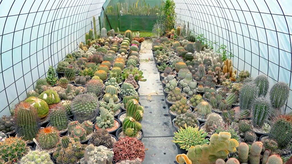Collecting Cactus - Gardening Australia