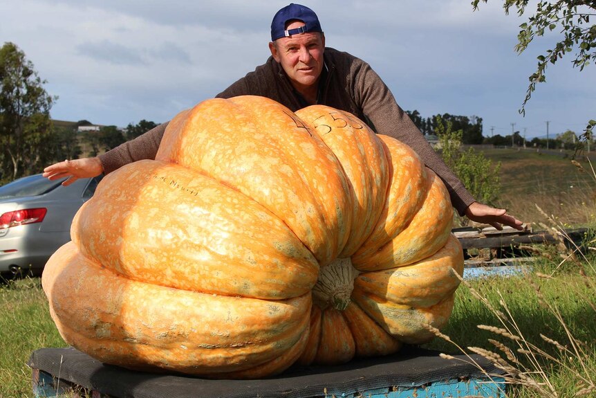 Shane Newitt with Bumblebee, the 455.5kg prize winning pumpkin.