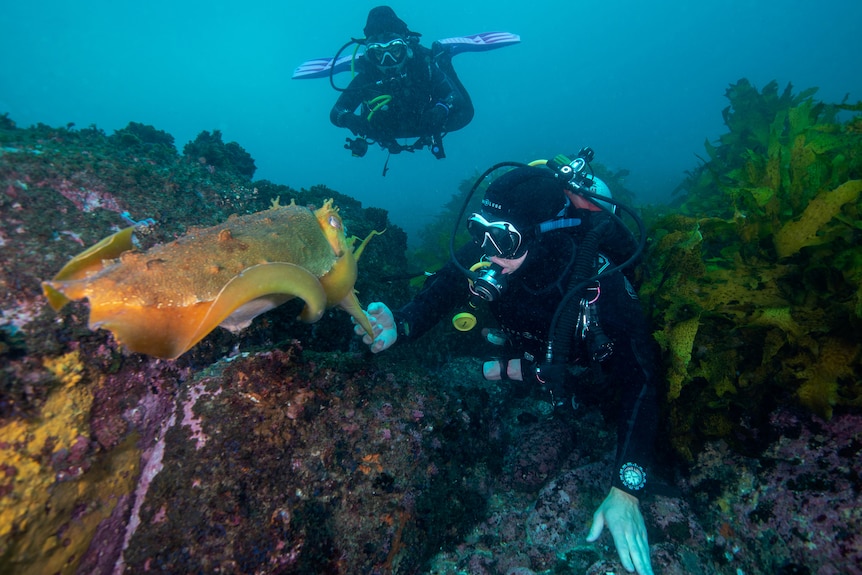 Two divers interact with a yellow cuttlefish underwater.