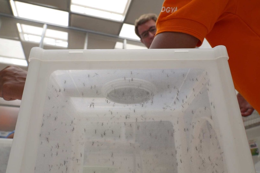 Man holds arm over box filled with mosquitos