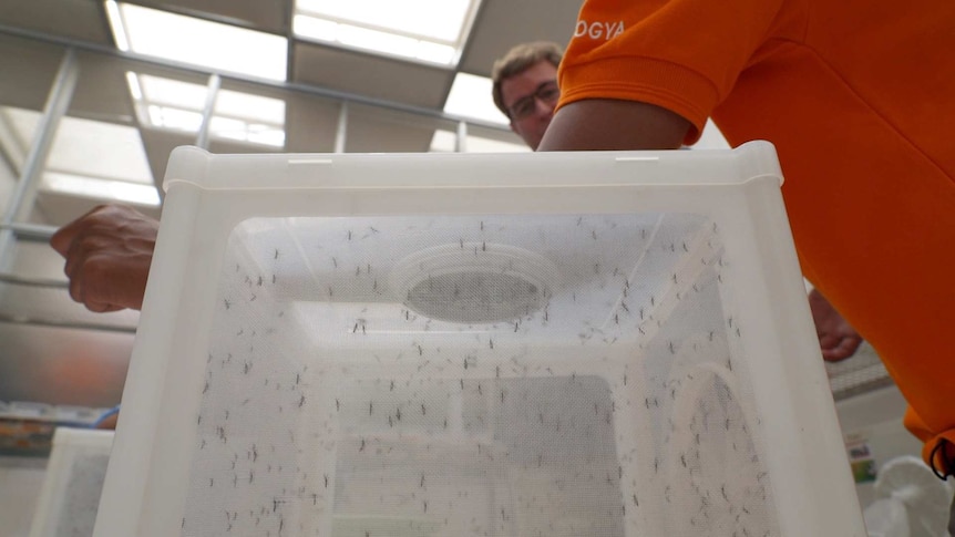 Man holds arm over box filled with mosquitos