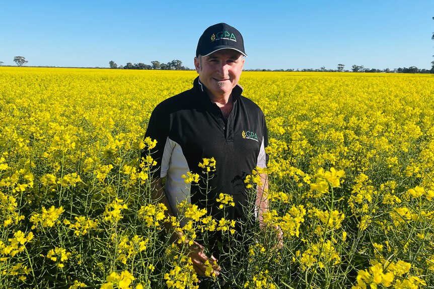 Man standing in a crop of yellow canola.