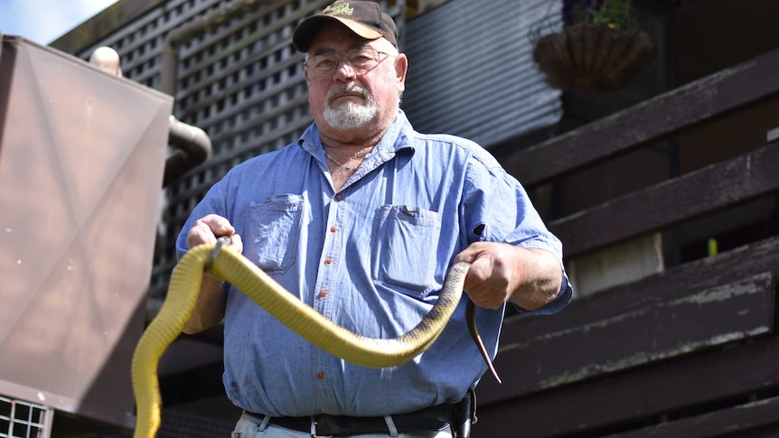 A snake handler holds a tiger snake.