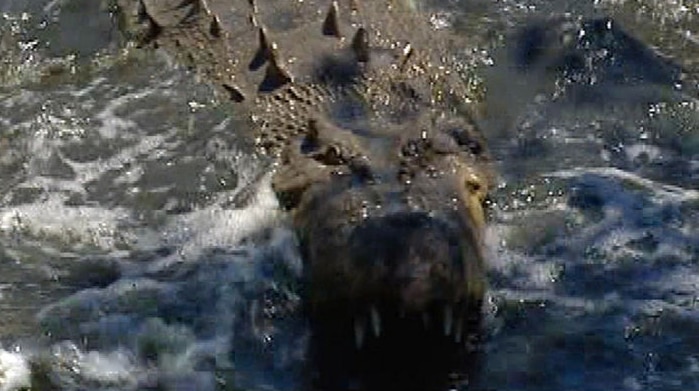 Generic TV still of close-up of salt water crocodile swimming with jaws open in water in Qld