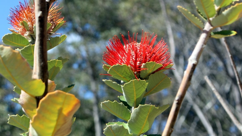 Waratah banksia (Banksia coccinea) at the Australian National Botanic Gardens
