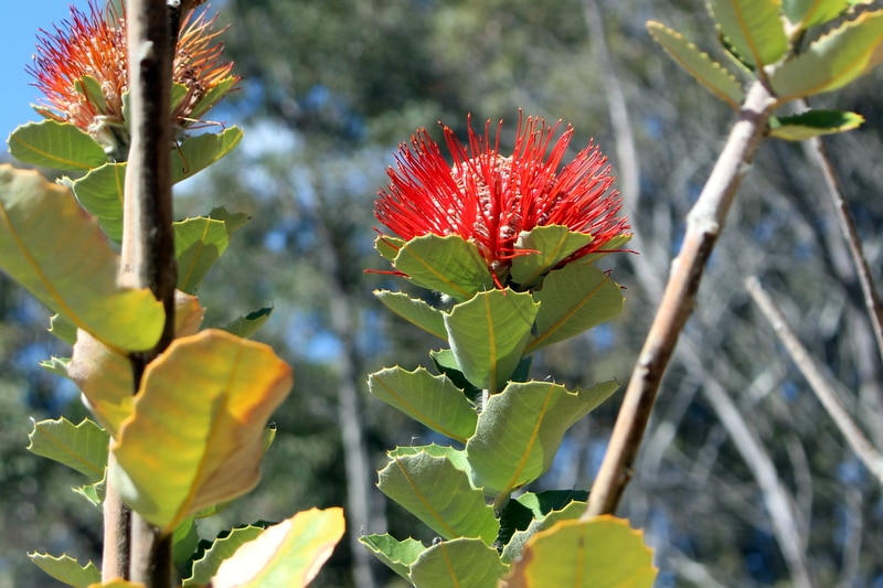 Waratah banksia (Banksia coccinea) at the Australian National Botanic Gardens