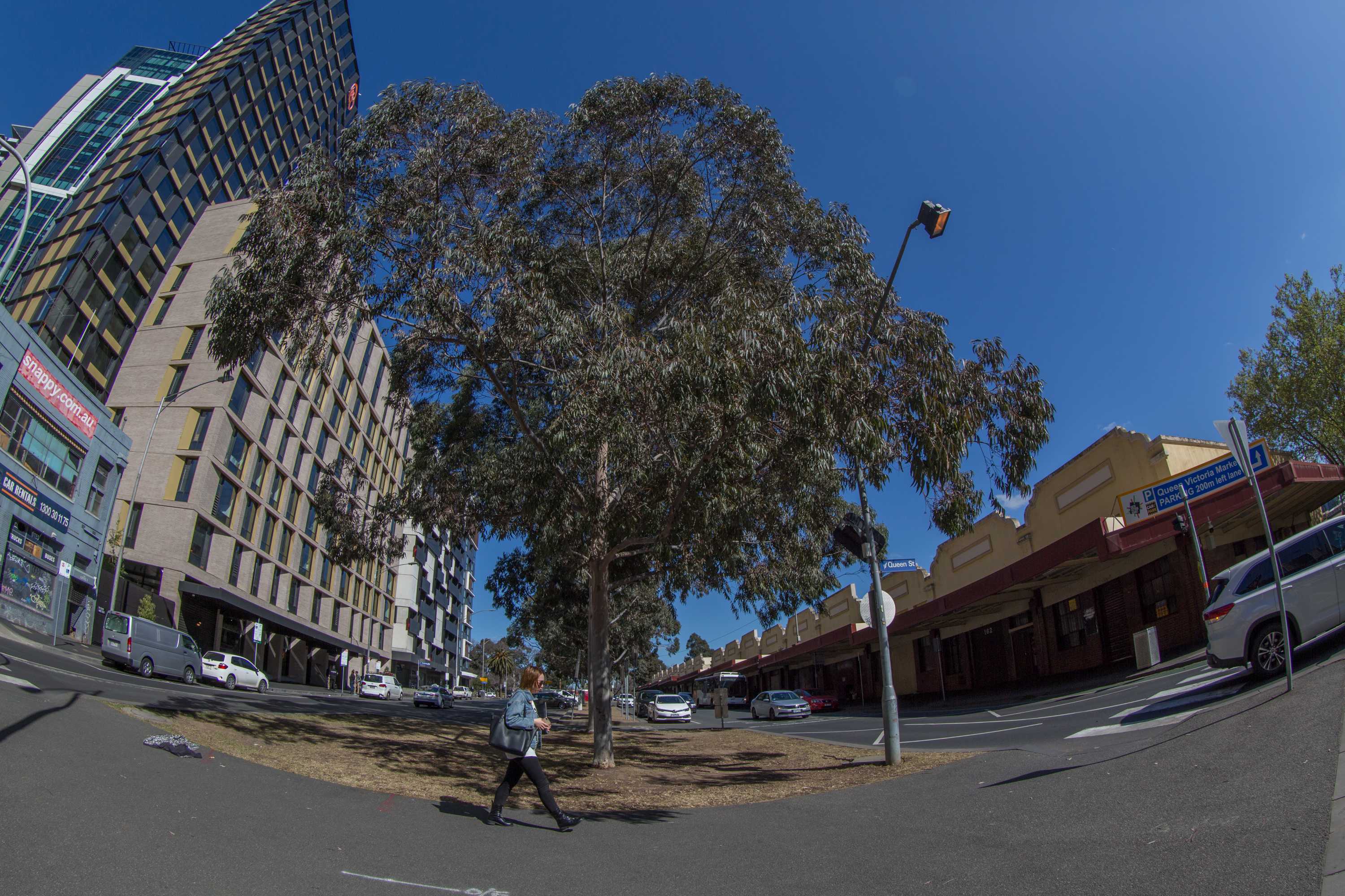 People from all over the world are sending emails to Melbourne's trees