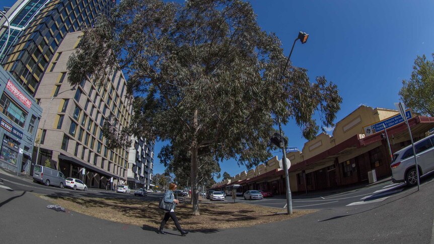A tree grows on the median strip of a road, with the Queen Victoria Markets in the background.