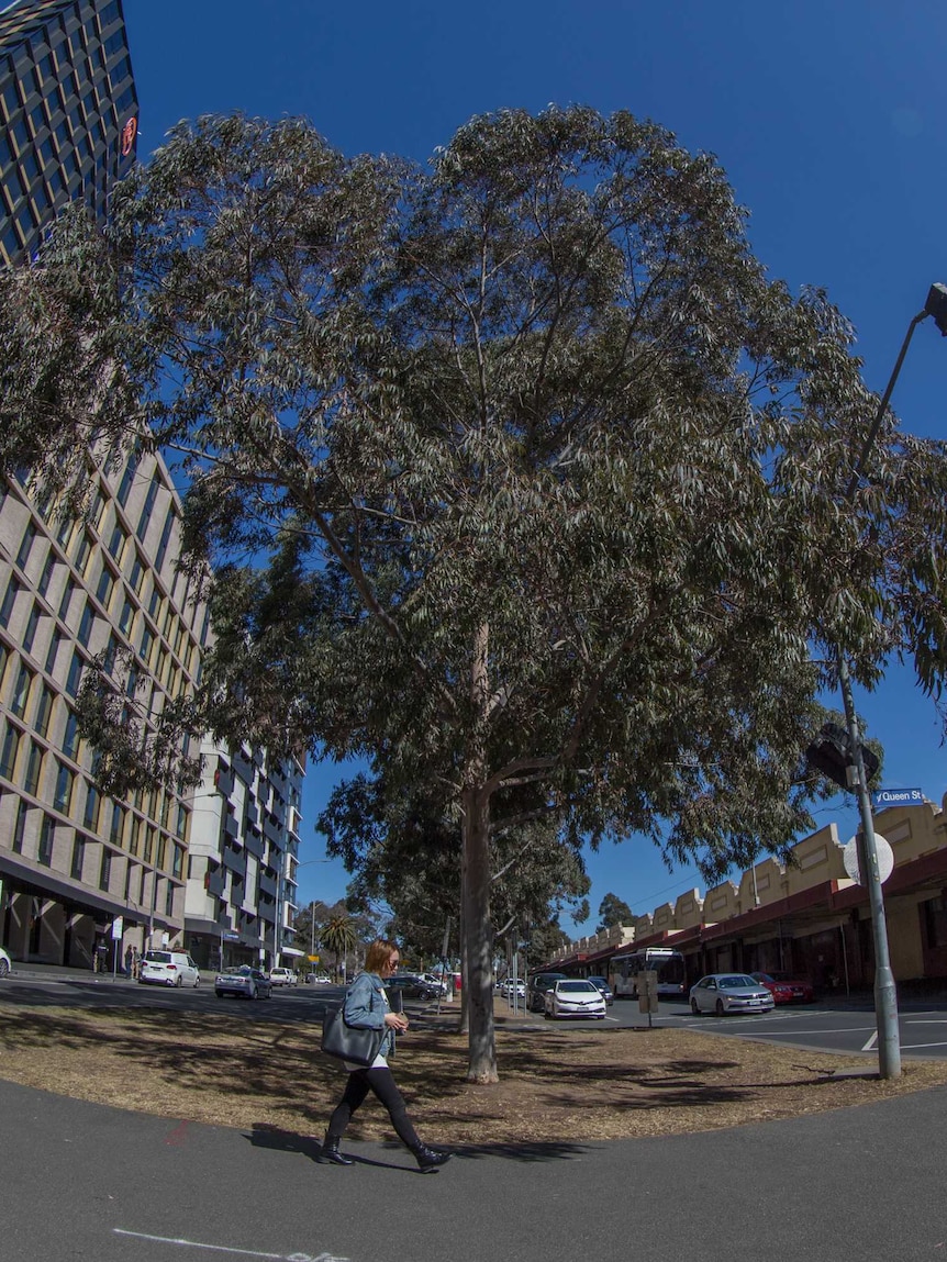 A tree grows on the median strip of a road, with the Queen Victoria Markets in the background.