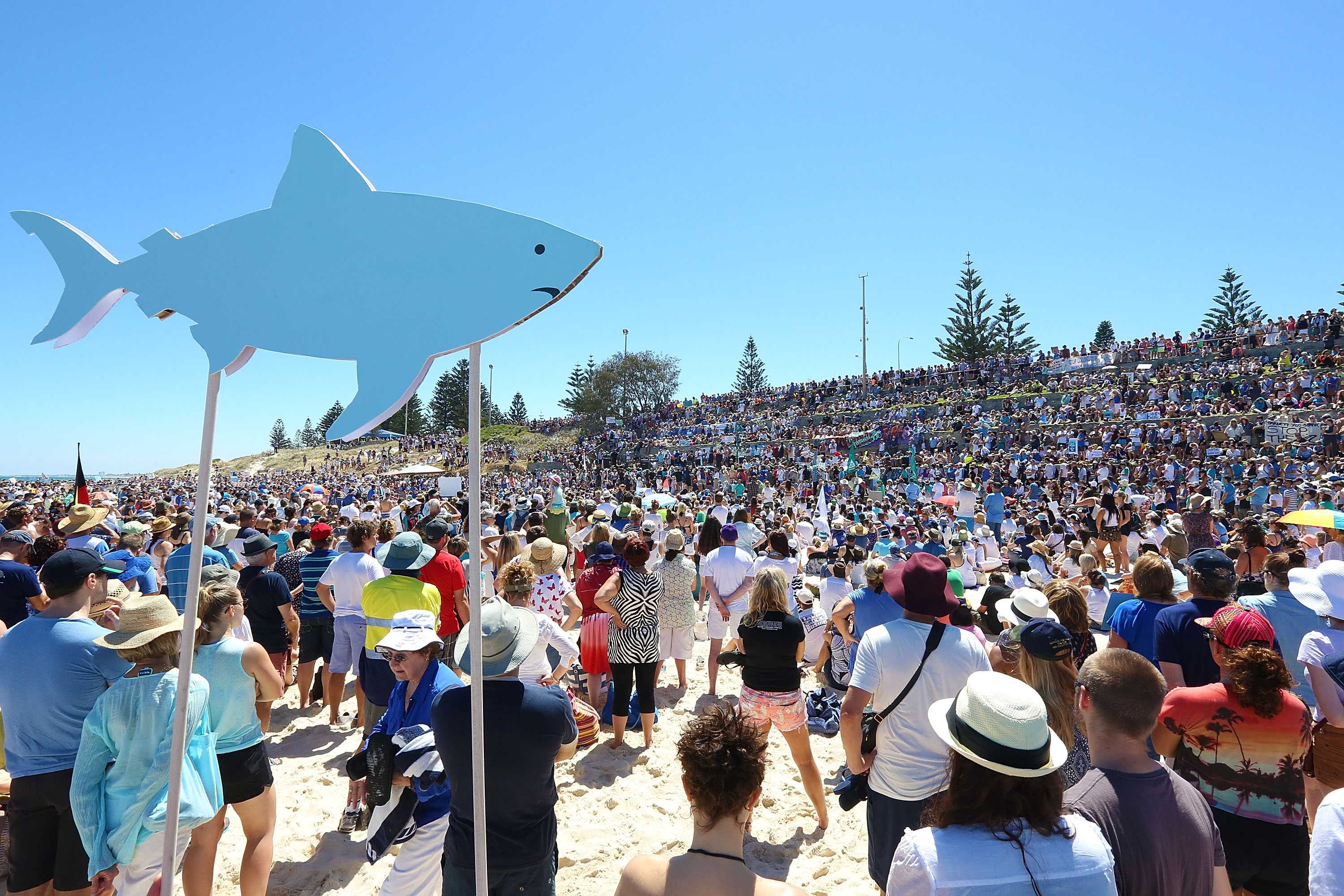 Shark attack risk increasing: expert - ABC Radio National