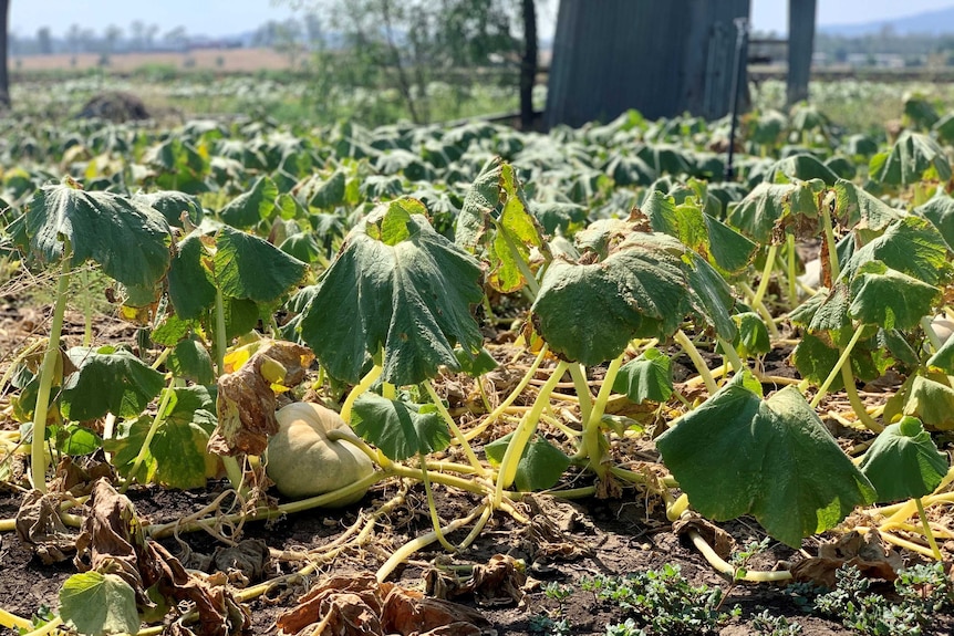 Pumpkin plants wilt from the heat in the Lockyer Valley.