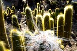 A white furry cacti sits in front of a number of fuzzy green cacti