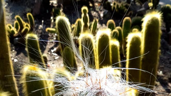 A white furry cacti sits in front of a number of fuzzy green cacti