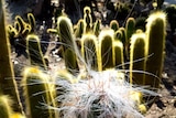 A white furry cacti sits in front of a number of fuzzy green cacti
