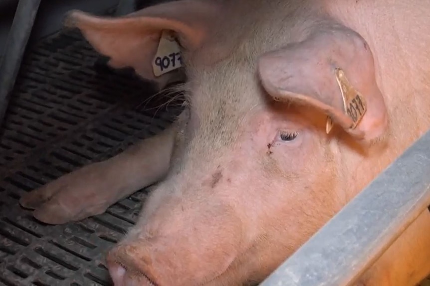 A pig seen lying on the ground at a piggery.